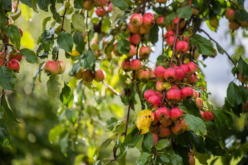 Zierapfelbaum mit Früchten im Garten