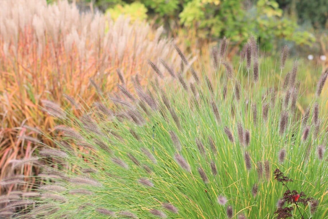 Ziergräser, Lampenputzergras (Pennisetum alopecuroides)