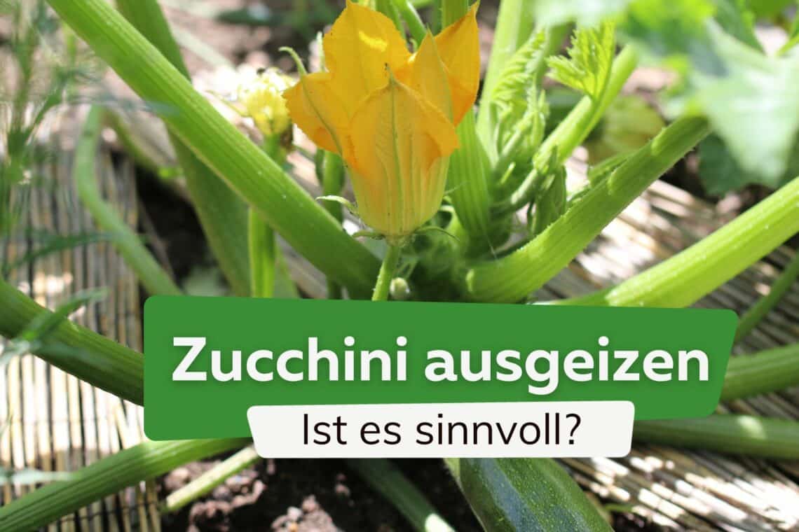 Zucchini ausgeizen