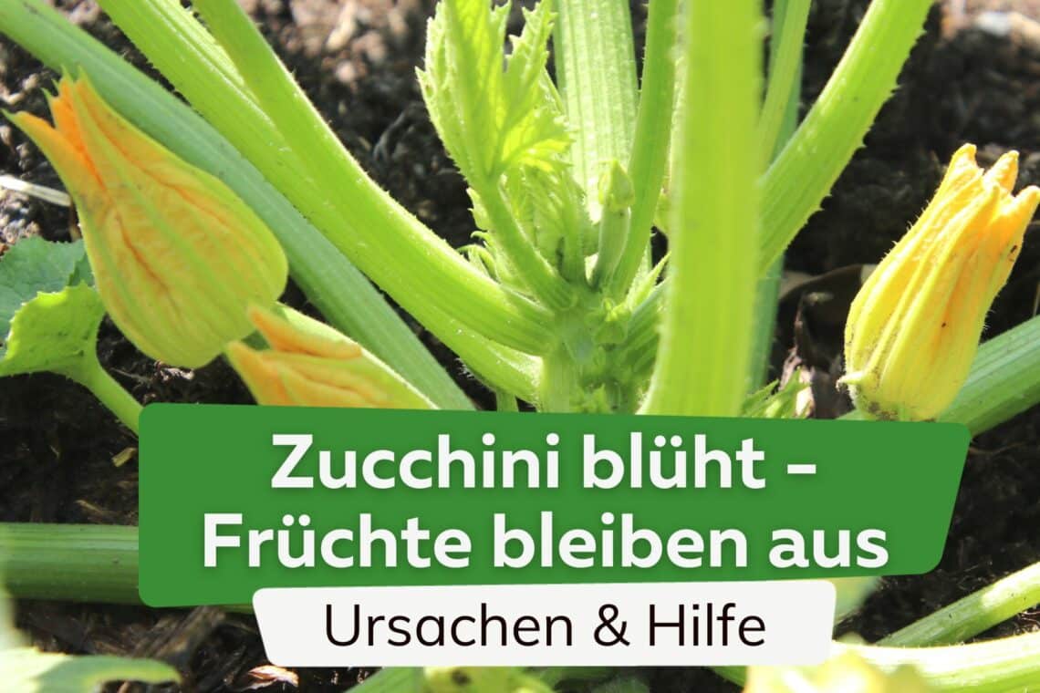 Zucchini blüht, trägt aber keine Früchte