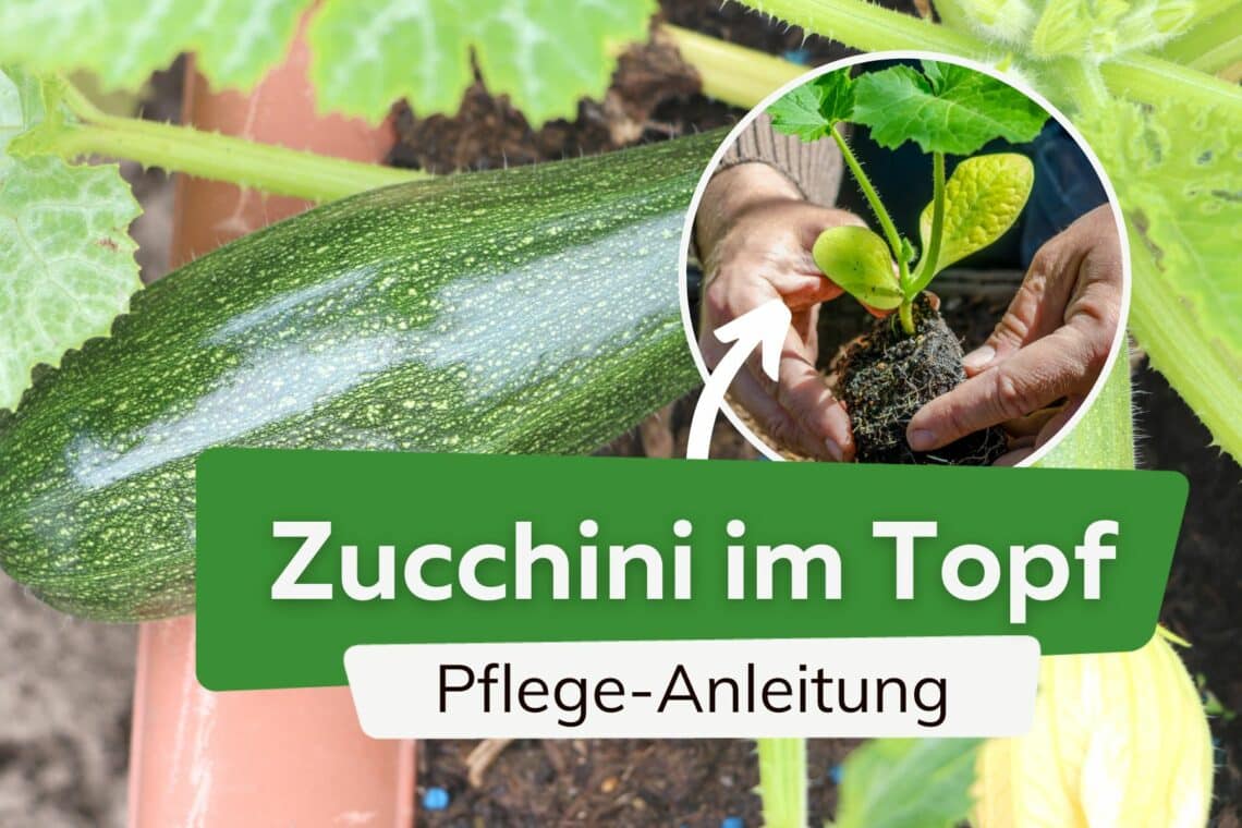 Zucchini im Topf pflanzen