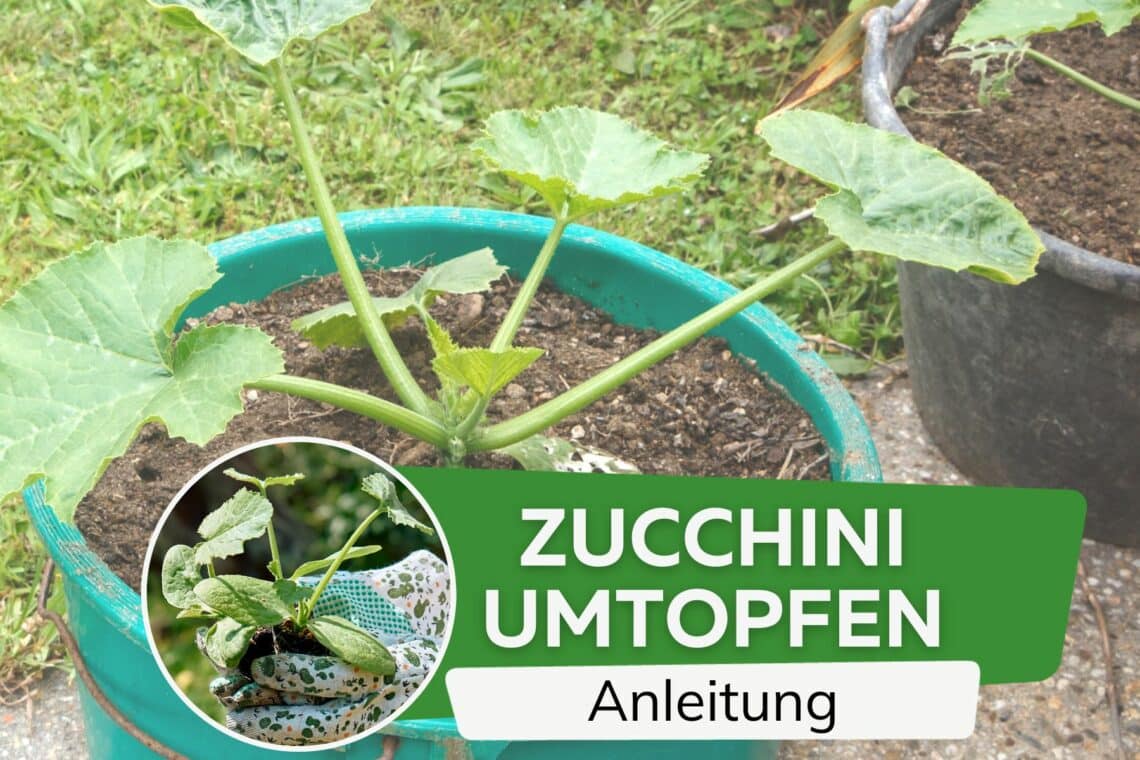 Zucchini umtopfen