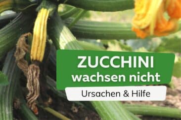 Zucchini wachsen nicht