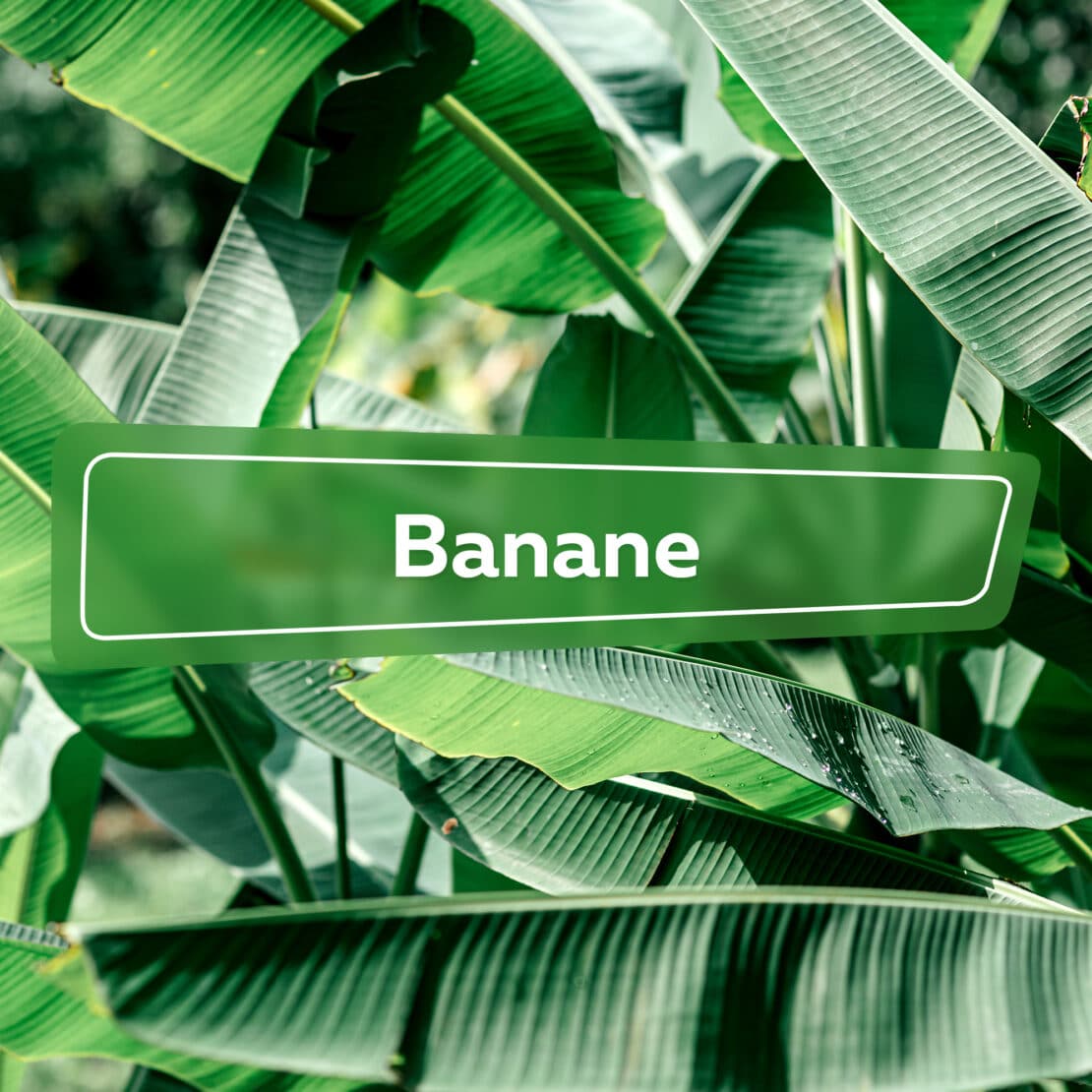 Banane