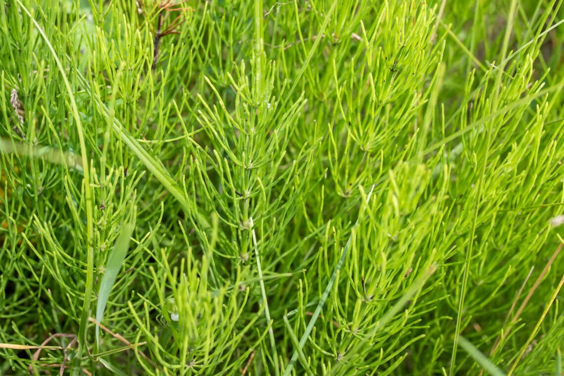 Acker-Schachtelhalm (Equisetum arvense)