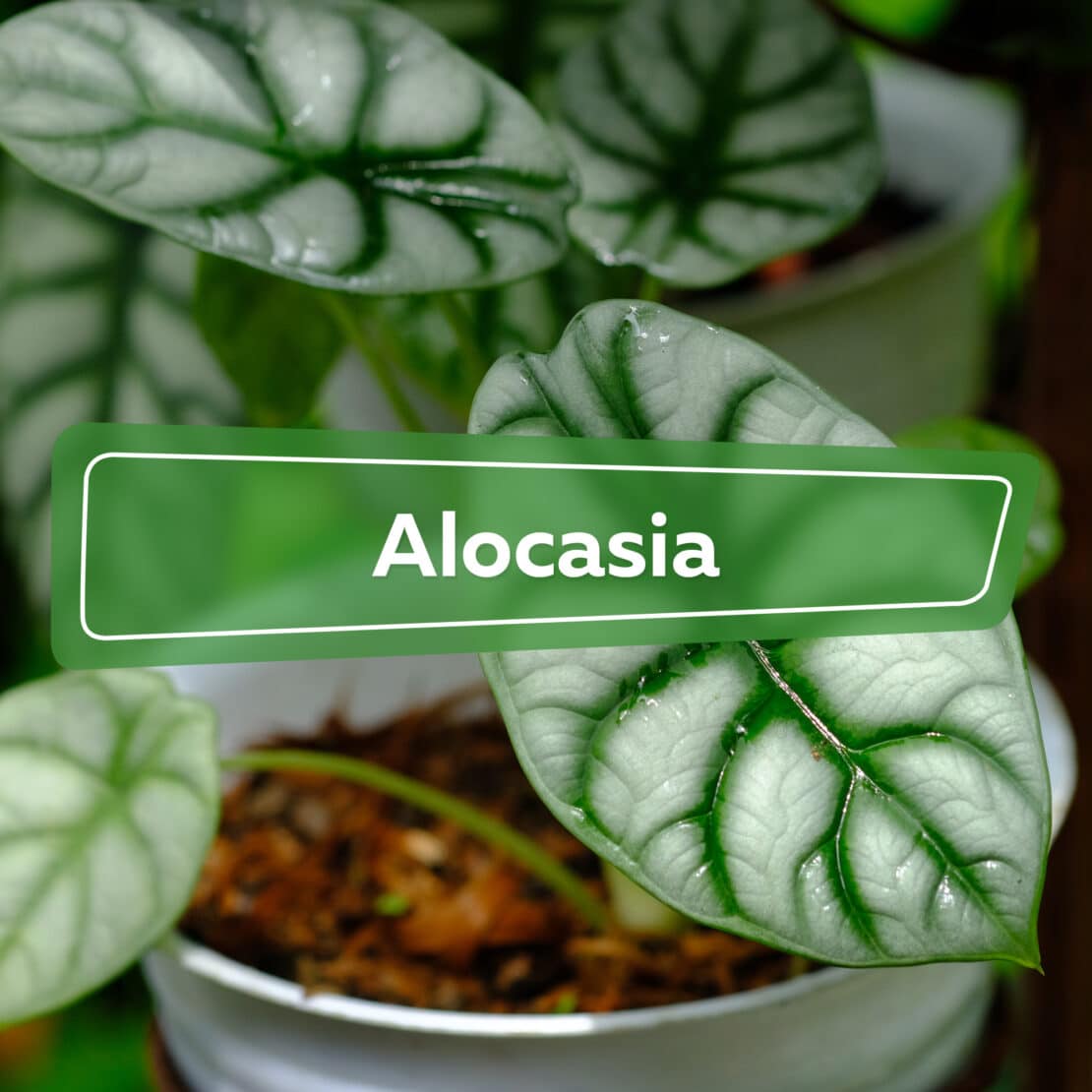 Alocasia