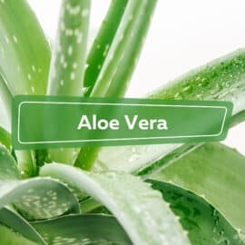 Aloe Vera