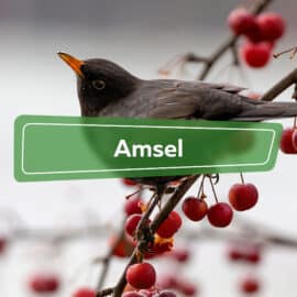 Amsel