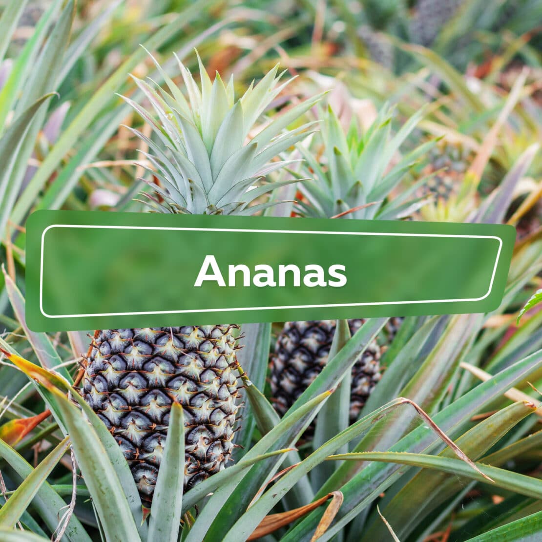 Ananas