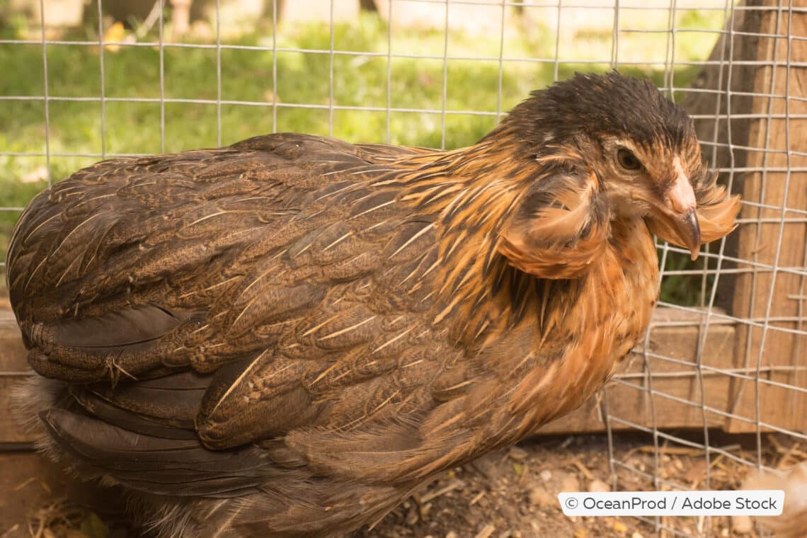 Araucana-Huhn