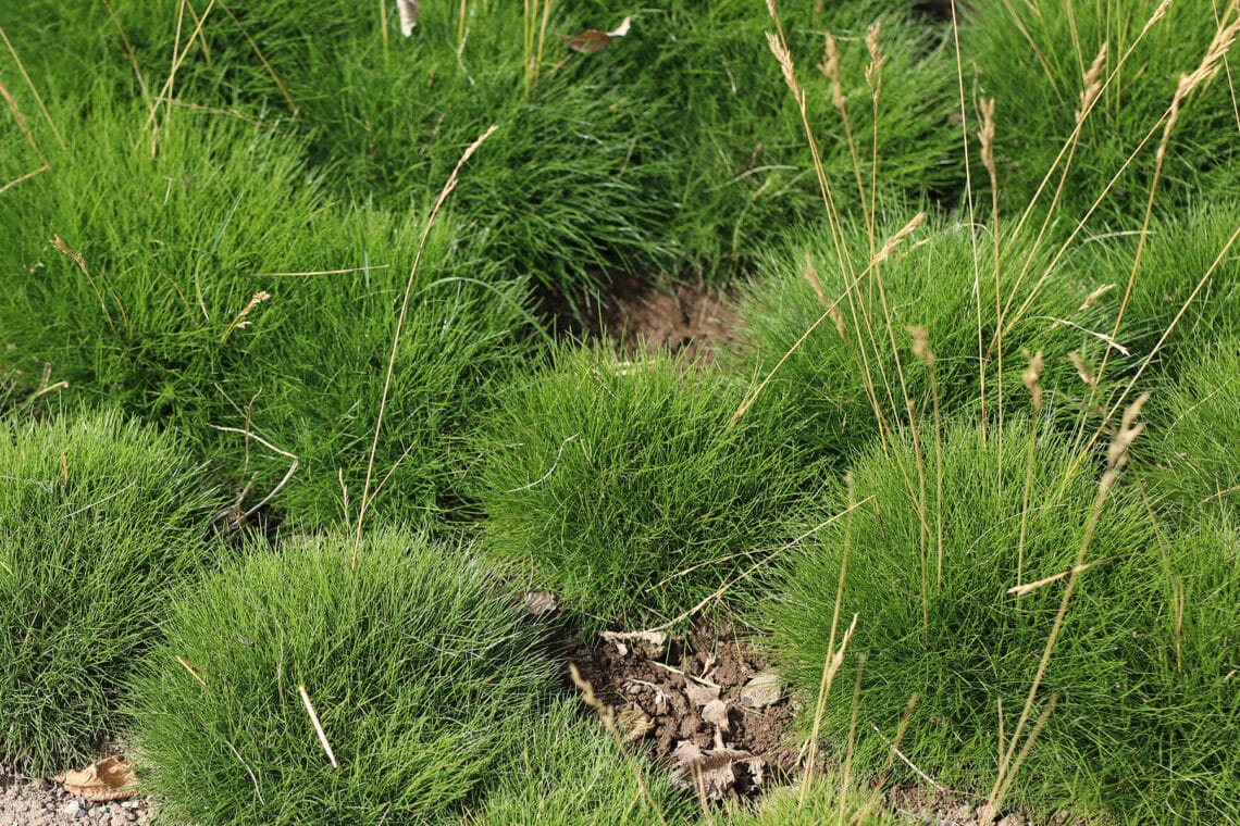 Bärenfellgras (Festuca scoparia)