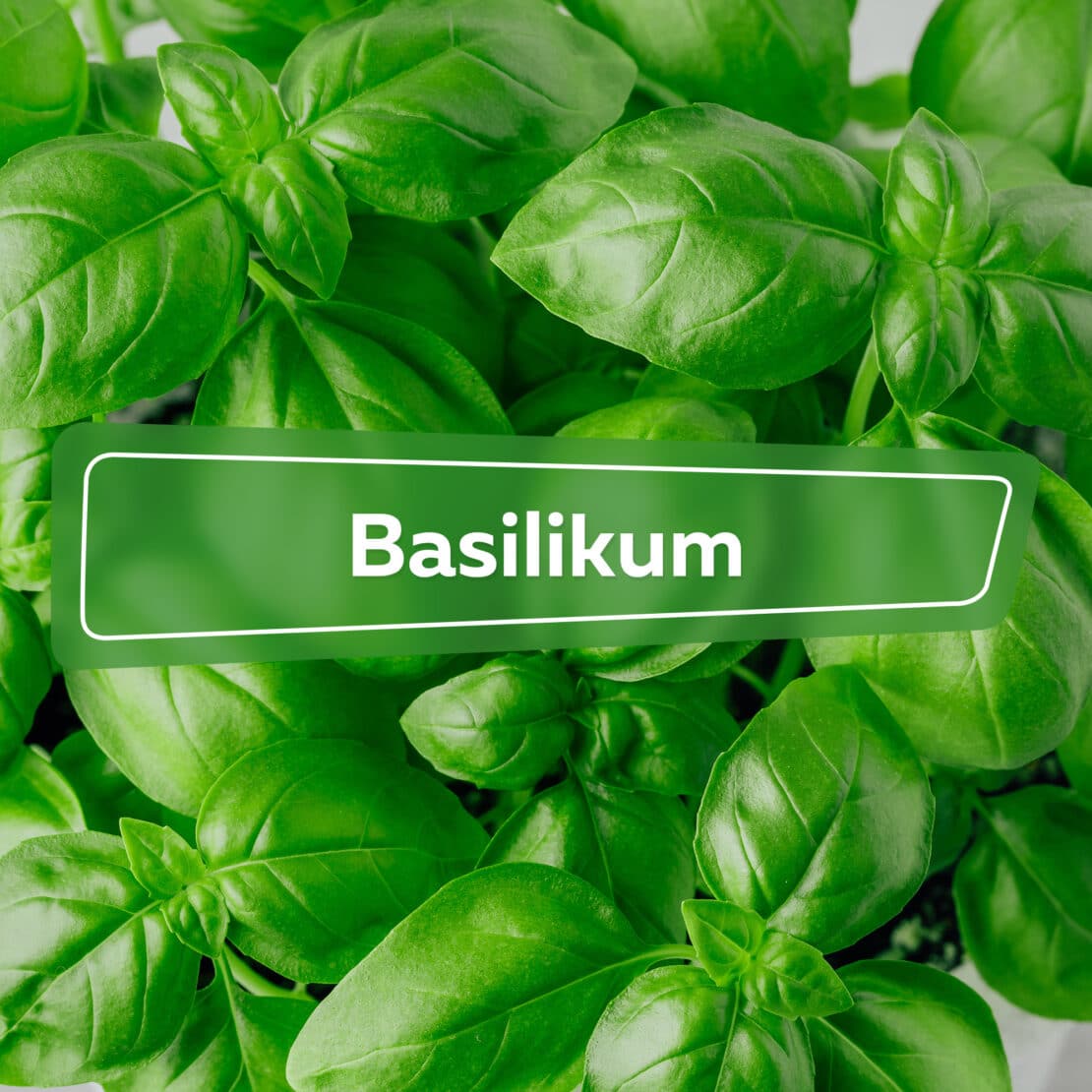 Basilikum