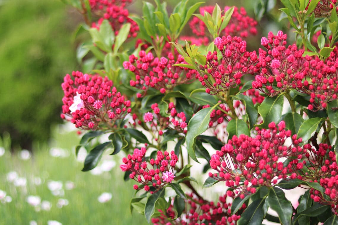 Berglorbeer (Kalmia latifolia)