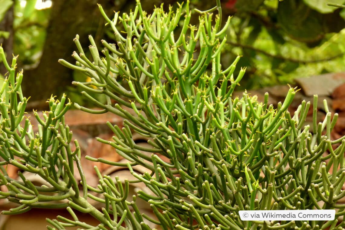 Bleistiftstrauch (Euphorbia tirucalli)