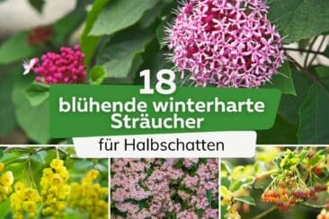 Blühende winterharte Sträucher für Halbschatten Titel