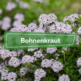 Bohnenkraut