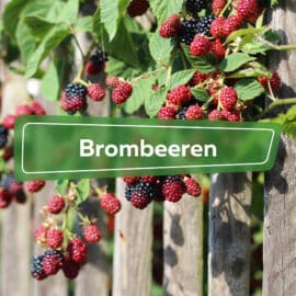 Brombeeren