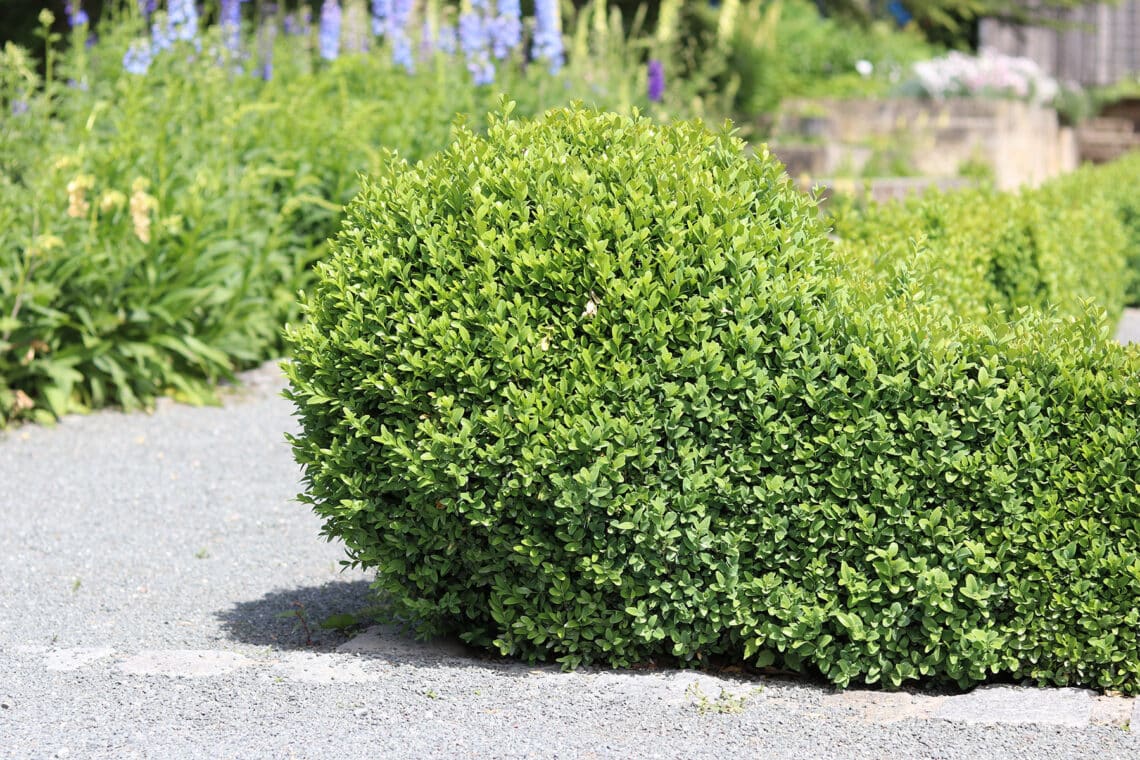 Buchsbaum (Buxus)