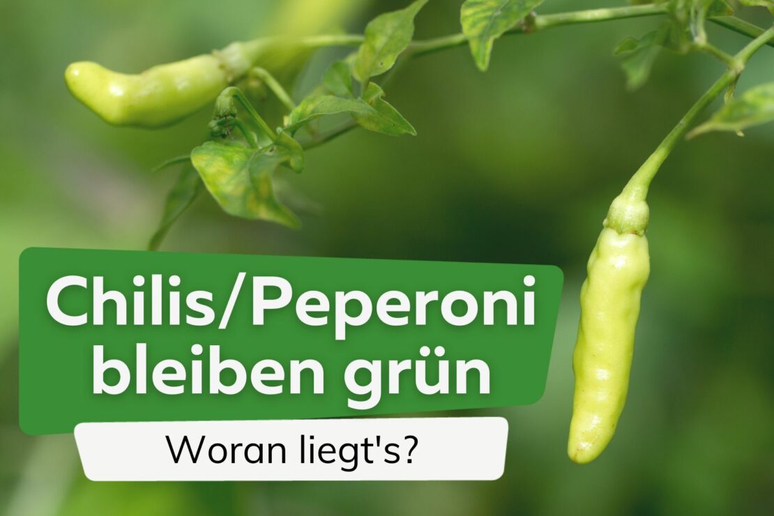 Die 10 schärfsten Chilisorten der Welt Tabelle mit ScovilleWerten