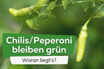 Chilis und Peperoni werden nicht rot