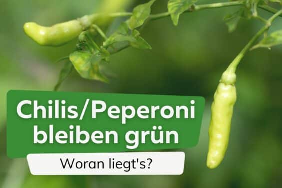 Chilis und Peperoni werden nicht rot