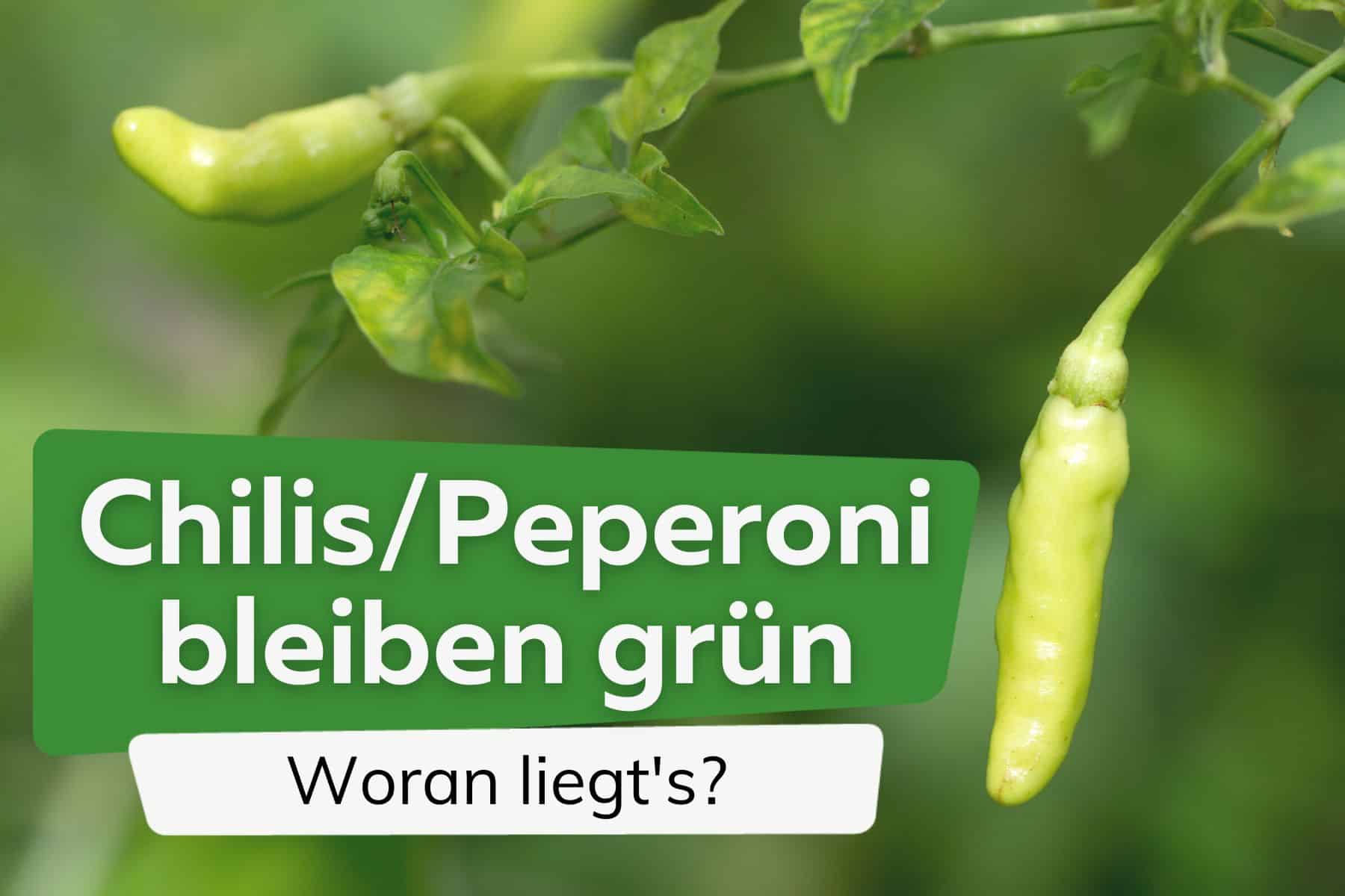 Chilis und Peperoni werden nicht rot