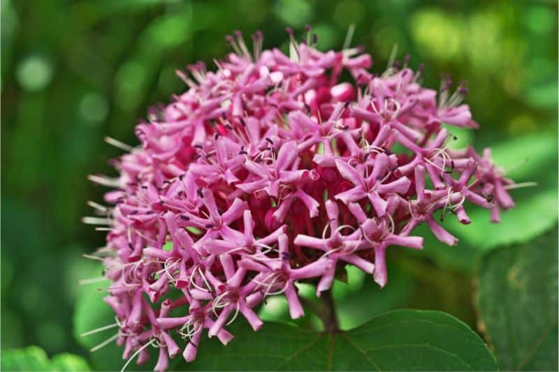 China Losbaum (Clerodendrum bungei)