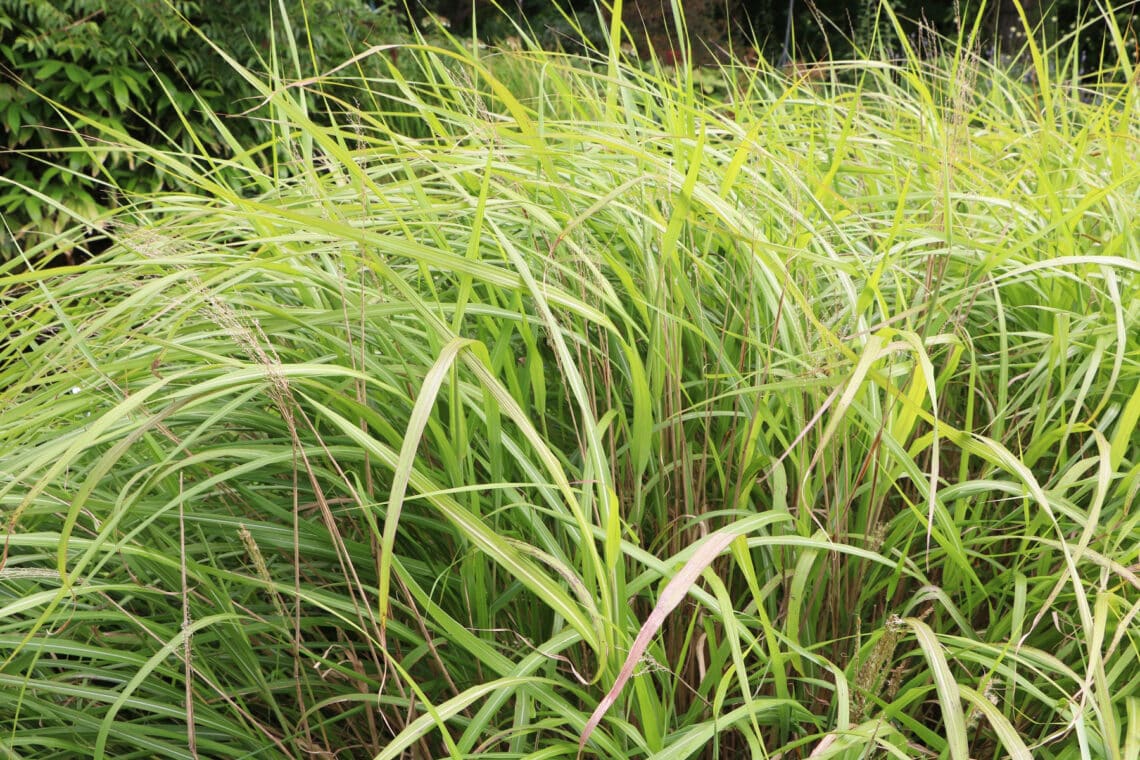 Chinaschilf 'Purpurascens' (Miscanthus sinensis)