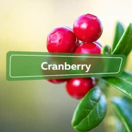 Cranberry