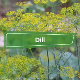 Dill