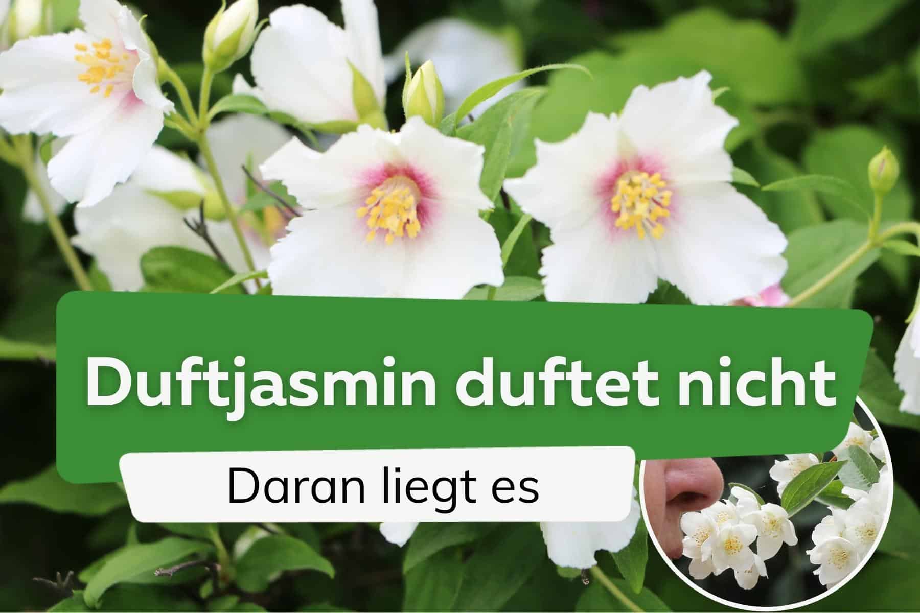 Duftjasmin duftet nicht