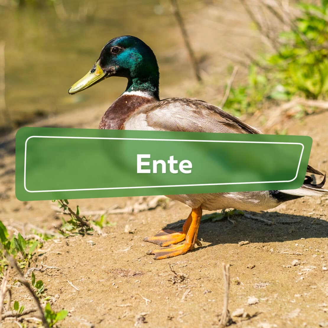 Ente