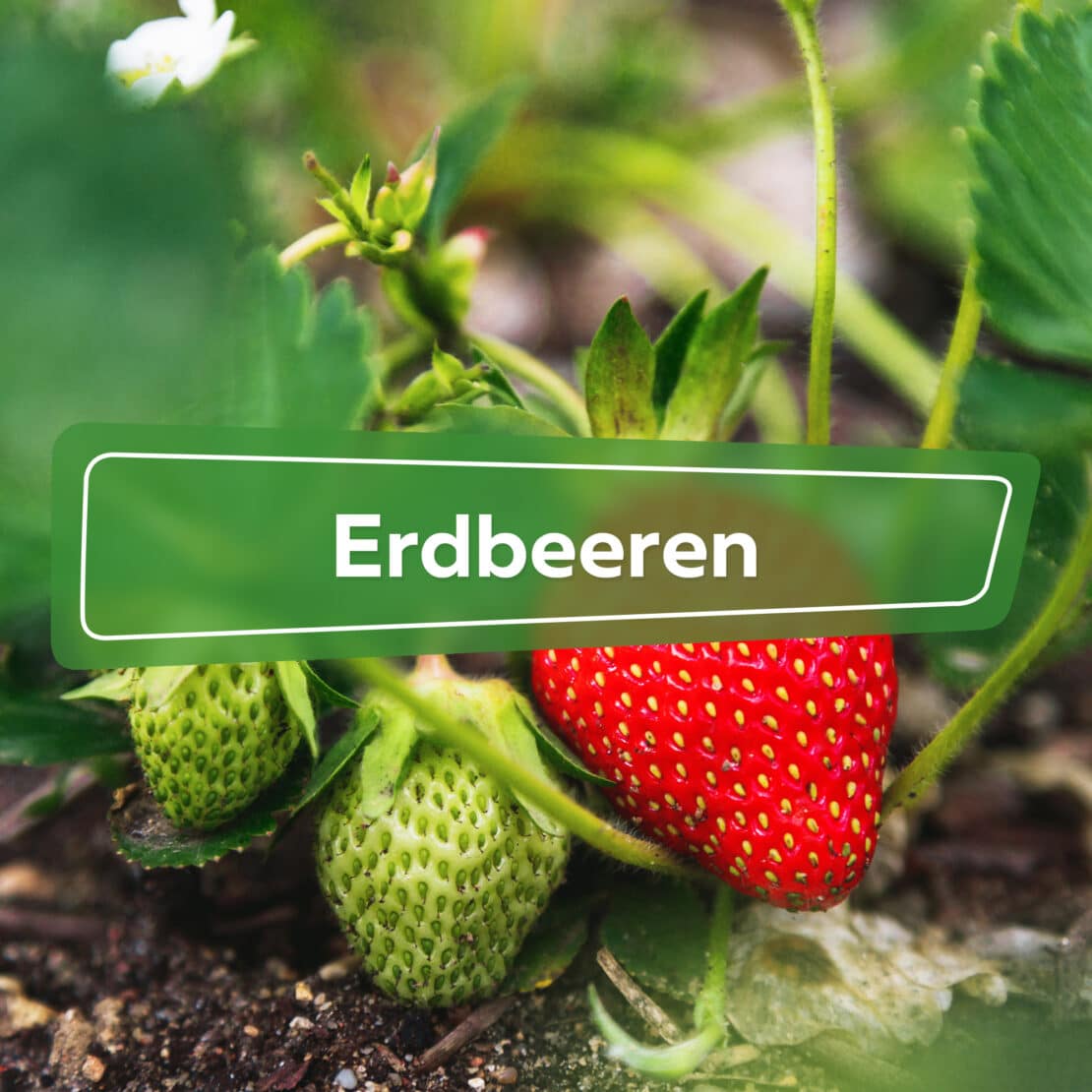 Erdbeeren