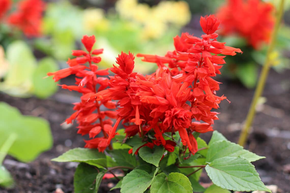 Feuersalbei (Salvia splendens)