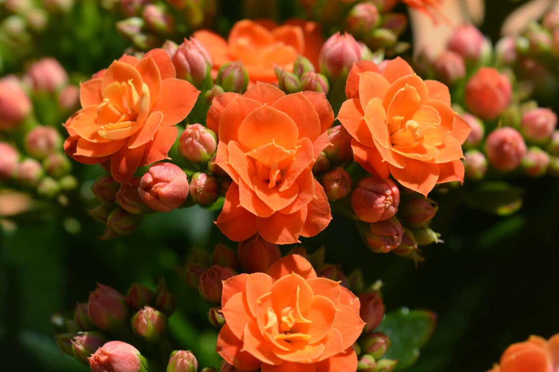 Flammendes Käthchen (Kalanchoe blossfeldiana)