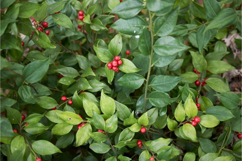 Fleischbeere (Sarcococca confusa)