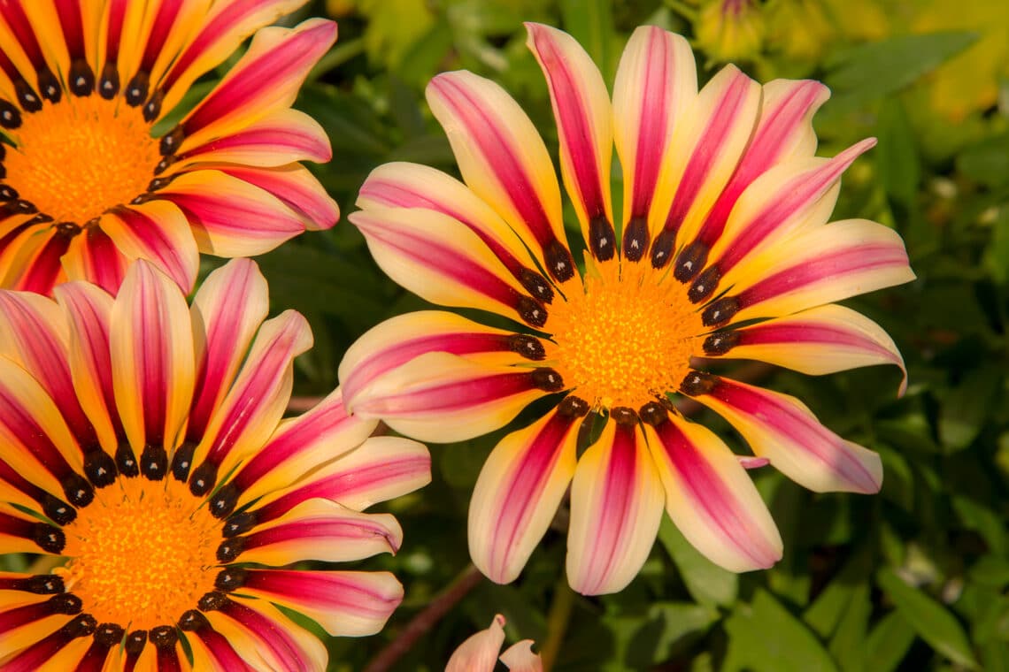 Gazanie (Gazania rigens)