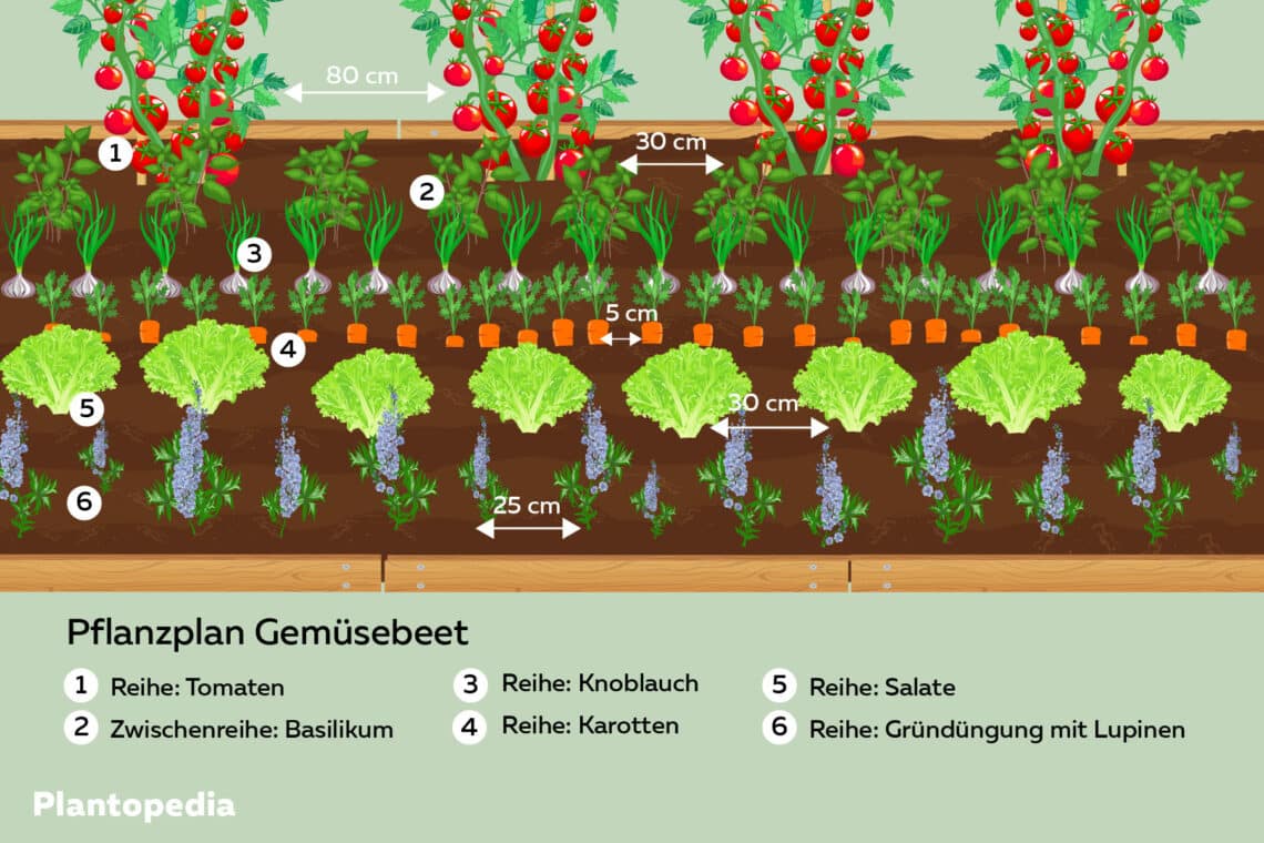 Gemüsebeet Pflanzplan