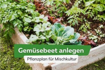 Gemüsebeet Pflanzplan Titel