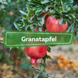 Granatapfel