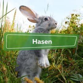 Hasen