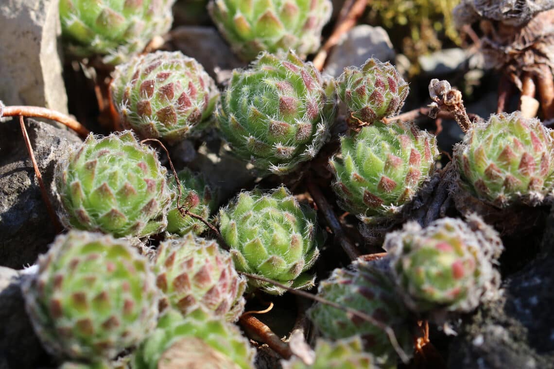 Hauswurz (Sempervivum)