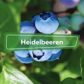 Heidelbeeren