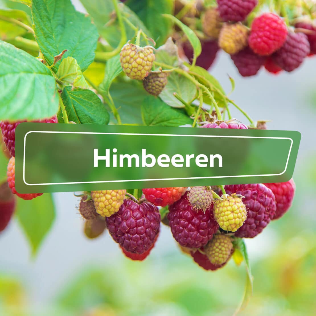 Himbeeren