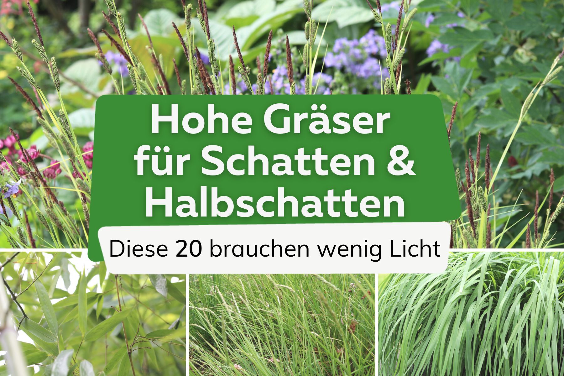 Hohe Gräser für Schatten und Halbschatten