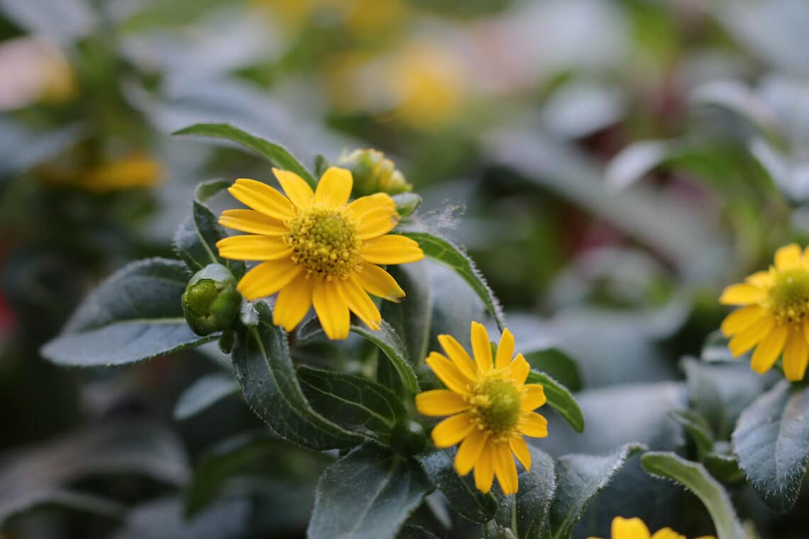 Husarenknopf (Sanvitalia procumbens)