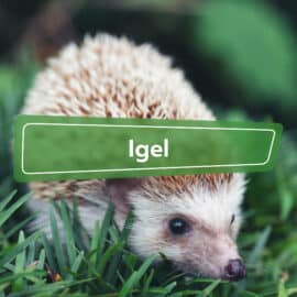 Igel