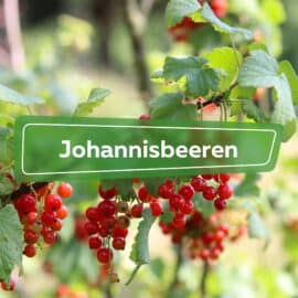 Johannisbeeren