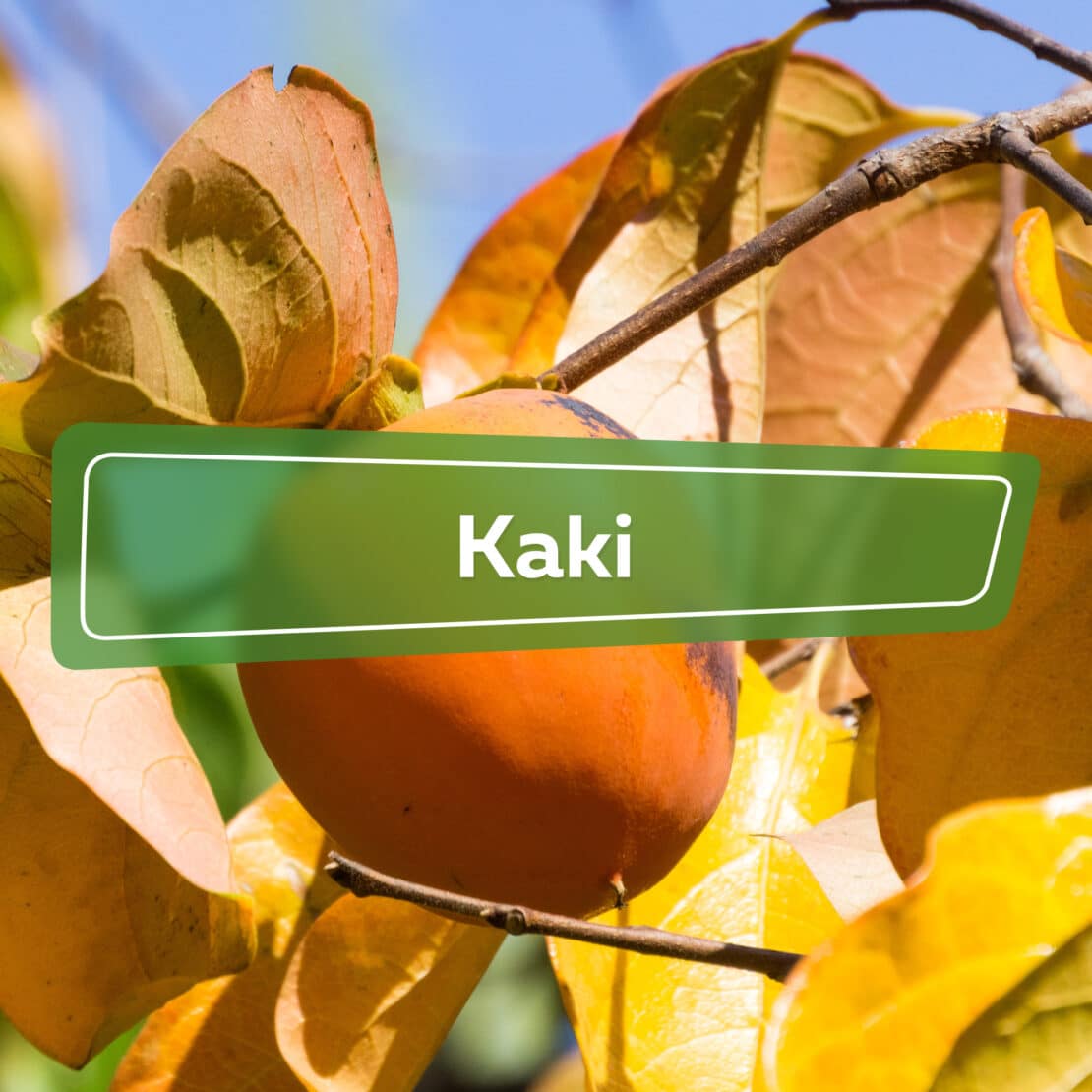 Kaki