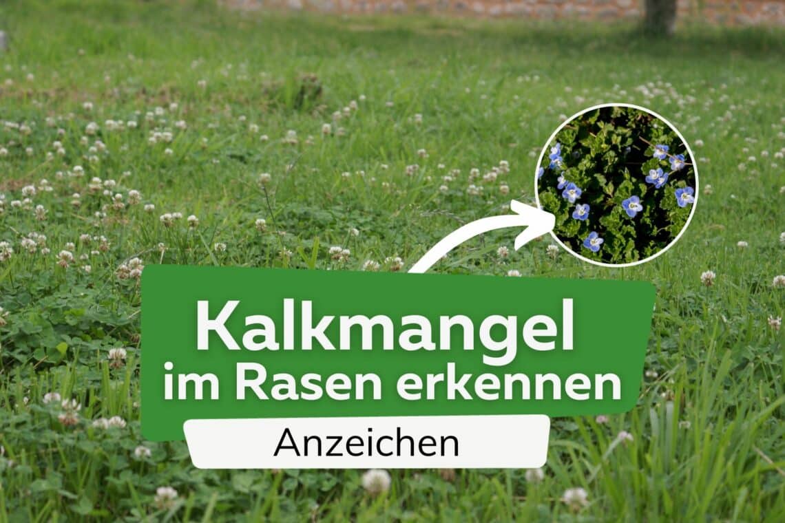 Kalkmangel im Rasen erkennen